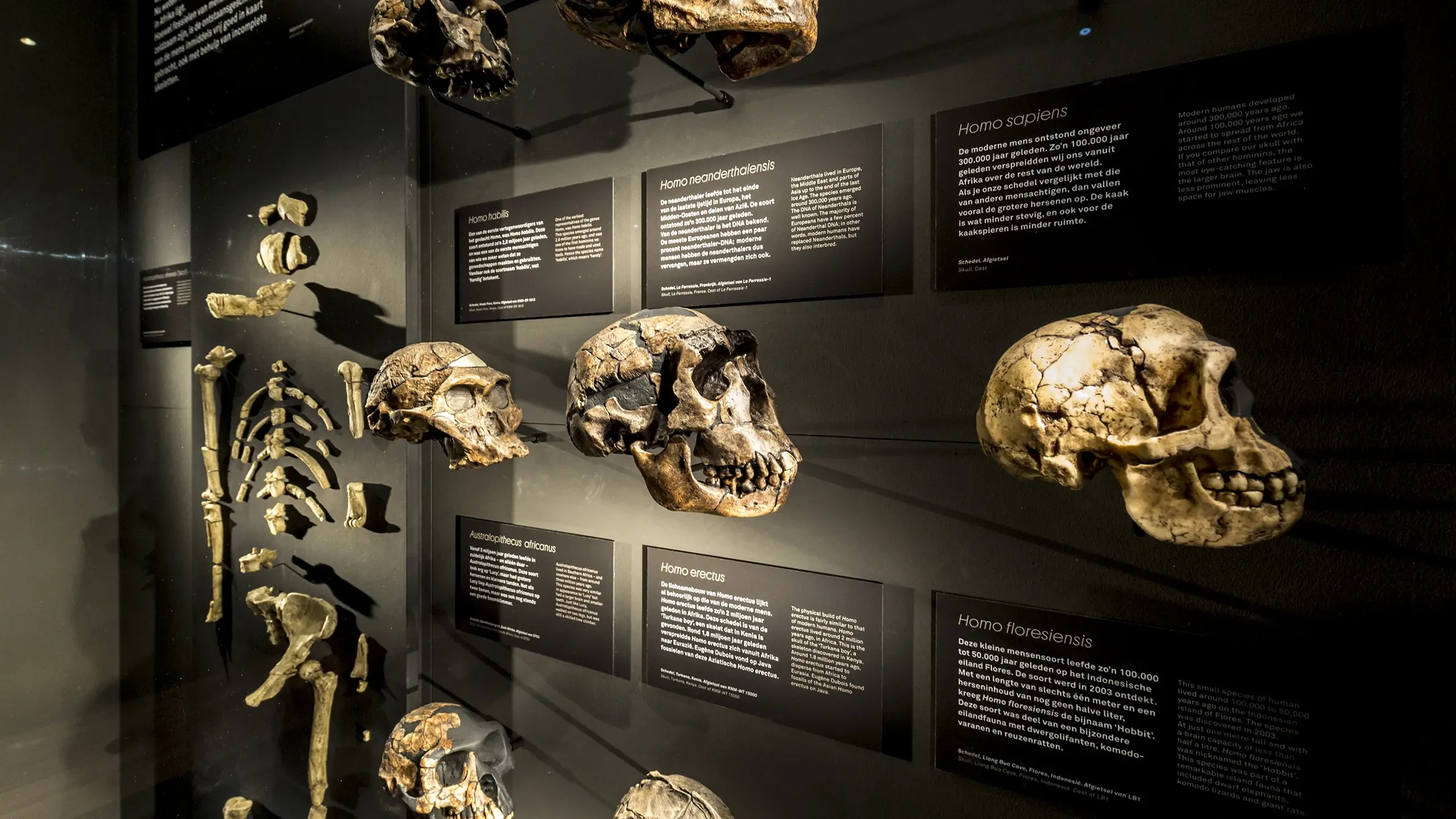 Close-up of the Hypsos museum installation for Naturalis Biodiversity Center